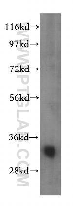 VAPA Antibody in Western Blot (WB)