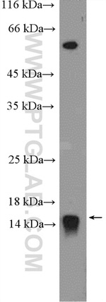 EIF1 Antibody in Western Blot (WB)