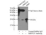 MRPS25 Antibody in Immunoprecipitation (IP)