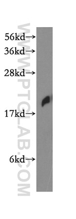 MRPS25 Antibody in Western Blot (WB)