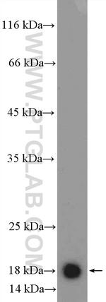 MRPS25 Antibody in Western Blot (WB)