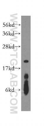 POLE3 Antibody in Western Blot (WB)