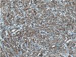DHRS4 Antibody in Immunohistochemistry (Paraffin) (IHC (P))