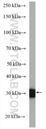 ATP6V1E1 Antibody in Western Blot (WB)