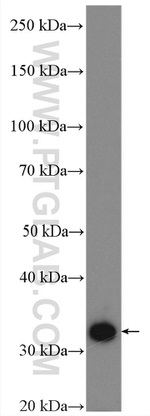 ATP6V1E1 Antibody in Western Blot (WB)