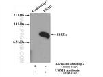 URM1 Antibody in Immunoprecipitation (IP)