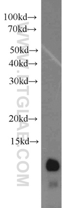 URM1 Antibody in Western Blot (WB)