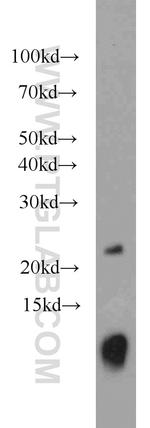 URM1 Antibody in Western Blot (WB)