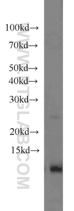 URM1 Antibody in Western Blot (WB)