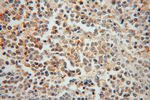 PTPN7 Antibody in Immunohistochemistry (Paraffin) (IHC (P))
