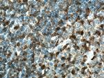 PTPN7 Antibody in Immunohistochemistry (Paraffin) (IHC (P))