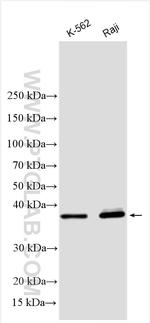 PTPN7 Antibody in Western Blot (WB)