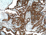 TXNL1 Antibody in Immunohistochemistry (Paraffin) (IHC (P))