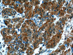 TXNL1 Antibody in Immunohistochemistry (Paraffin) (IHC (P))