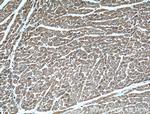 TXNL1 Antibody in Immunohistochemistry (Paraffin) (IHC (P))