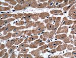 TXNL1 Antibody in Immunohistochemistry (Paraffin) (IHC (P))