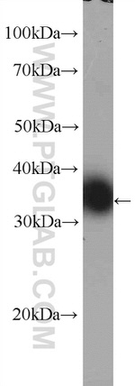 TXNL1 Antibody in Western Blot (WB)