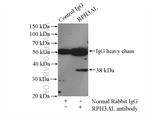 RPH3AL Antibody in Immunoprecipitation (IP)