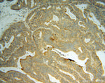 GRB14 Antibody in Immunohistochemistry (Paraffin) (IHC (P))