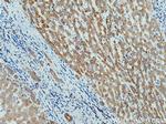 WWOX Antibody in Immunohistochemistry (Paraffin) (IHC (P))