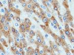 WWOX Antibody in Immunohistochemistry (Paraffin) (IHC (P))