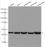 WWOX Antibody in Western Blot (WB)