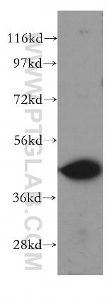 WWOX Antibody in Western Blot (WB)