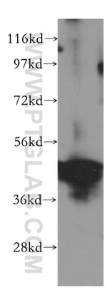 WWOX Antibody in Western Blot (WB)