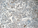 HIST2H2AA4 Antibody in Immunohistochemistry (Paraffin) (IHC (P))