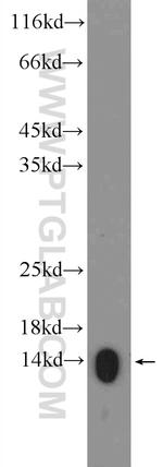 HIST2H2AA4 Antibody in Western Blot (WB)