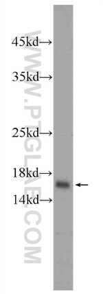 HIST2H2AA4 Antibody in Western Blot (WB)