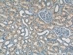 ATP6AP1 Antibody in Immunohistochemistry (Paraffin) (IHC (P))