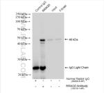 RRAGD Antibody in Immunoprecipitation (IP)