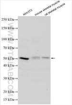 RRAGD Antibody in Western Blot (WB)