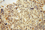 THOC6 Antibody in Immunohistochemistry (Paraffin) (IHC (P))