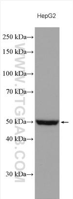 PI4K2A Antibody in Western Blot (WB)