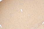 MOAP1 Antibody in Immunohistochemistry (Paraffin) (IHC (P))