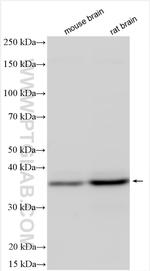 MOAP1 Antibody in Western Blot (WB)