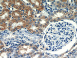 SEPX1 Antibody in Immunohistochemistry (Paraffin) (IHC (P))