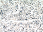 POLR2F Antibody in Immunohistochemistry (Paraffin) (IHC (P))