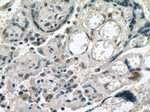 POLR2F Antibody in Immunohistochemistry (Paraffin) (IHC (P))