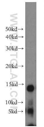 POLR2F Antibody in Western Blot (WB)