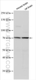 CLPTM1 Antibody in Western Blot (WB)