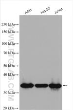 MED6 Antibody in Western Blot (WB)