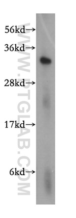 MED6 Antibody in Western Blot (WB)