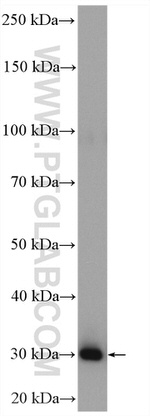 MED6 Antibody in Western Blot (WB)