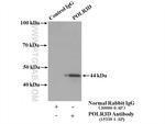 POLR3D Antibody in Immunoprecipitation (IP)