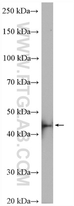 POLR3D Antibody in Western Blot (WB)