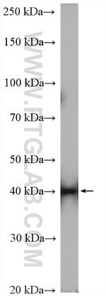 POLR3D Antibody in Western Blot (WB)