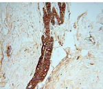 CHST12 Antibody in Immunohistochemistry (Paraffin) (IHC (P))